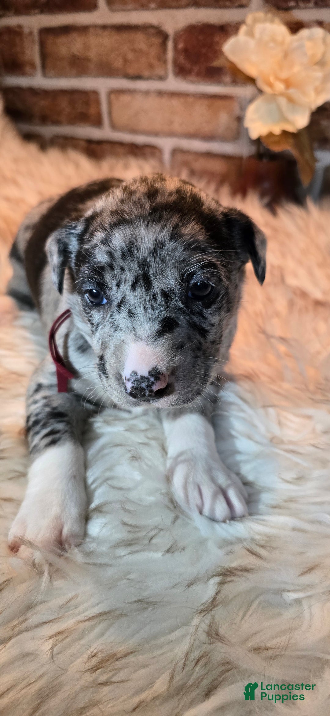 Mixed Breed dogs for sale: Willow - Ad 4