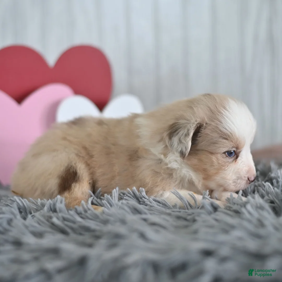 Miniature Australian Shepherd dogs for sale: Caramel  - Ad 3