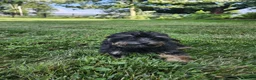 Yorkiepoo dogs for sale: Abbie - Ad 2