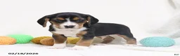 Beagle dogs for sale: Nitro - Ad 11