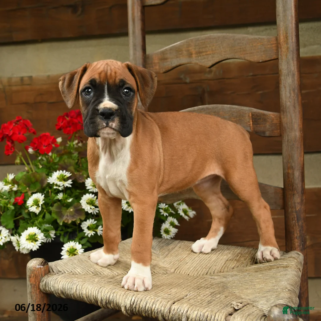 Boxer dogs for sale: Britta - Ad 3