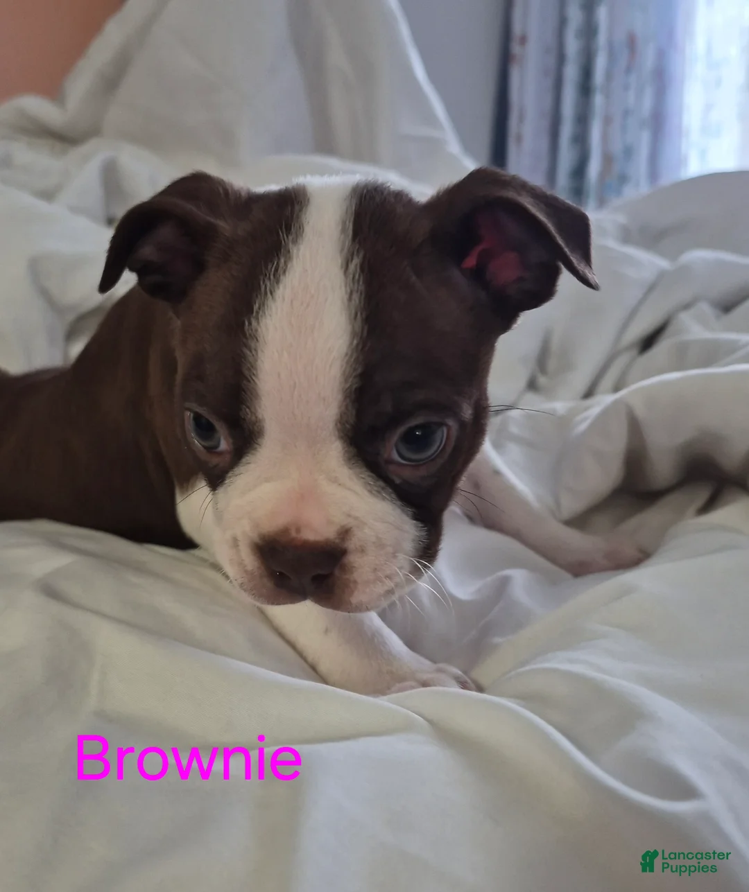 Boston Terrier dogs for sale: Brownie - Ad 1