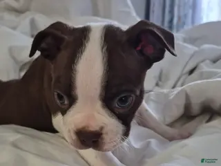 Boston Terrier dogs Brownie - Ad 13