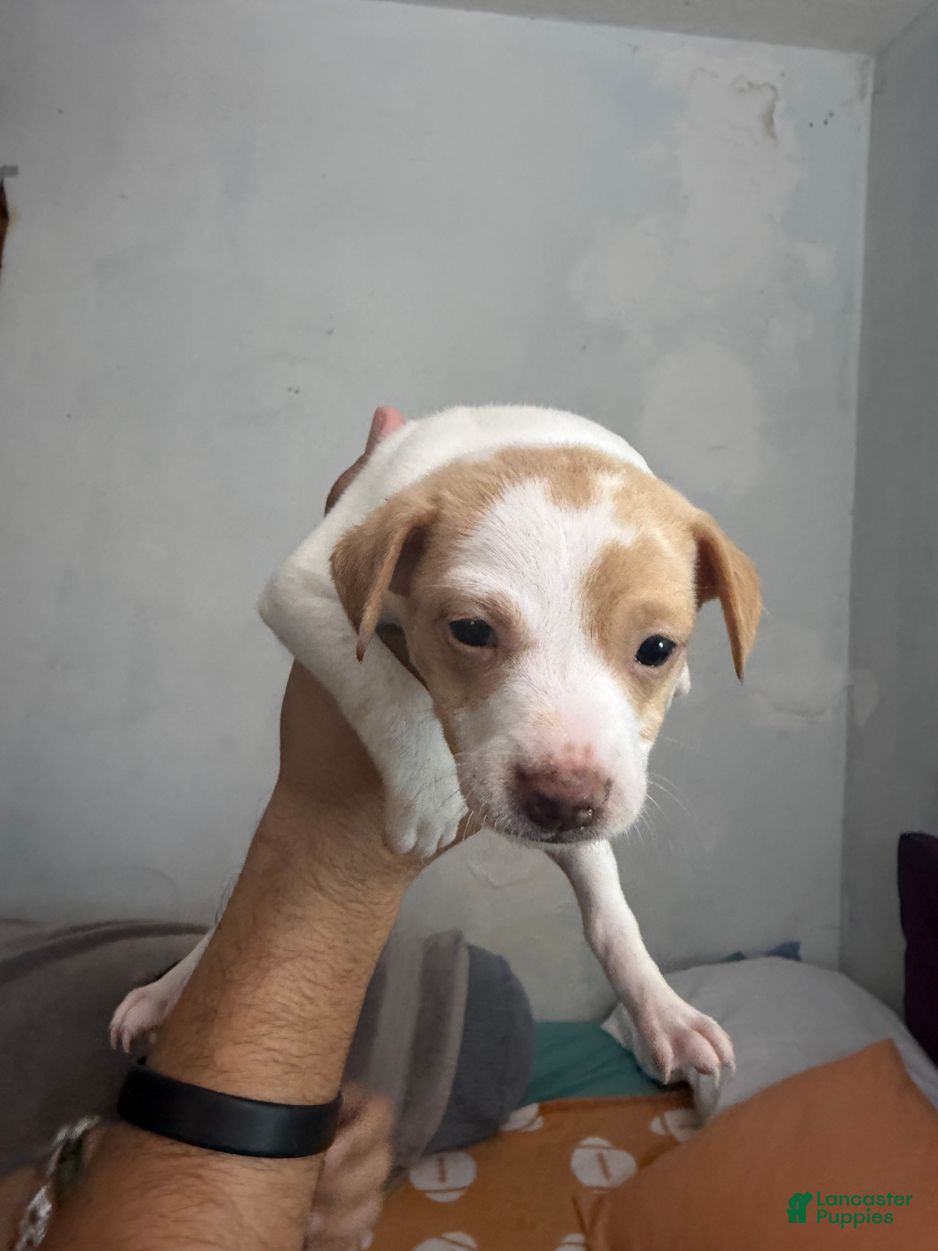 Mixed Breed dogs Mixed Breed 1 - Ad 30