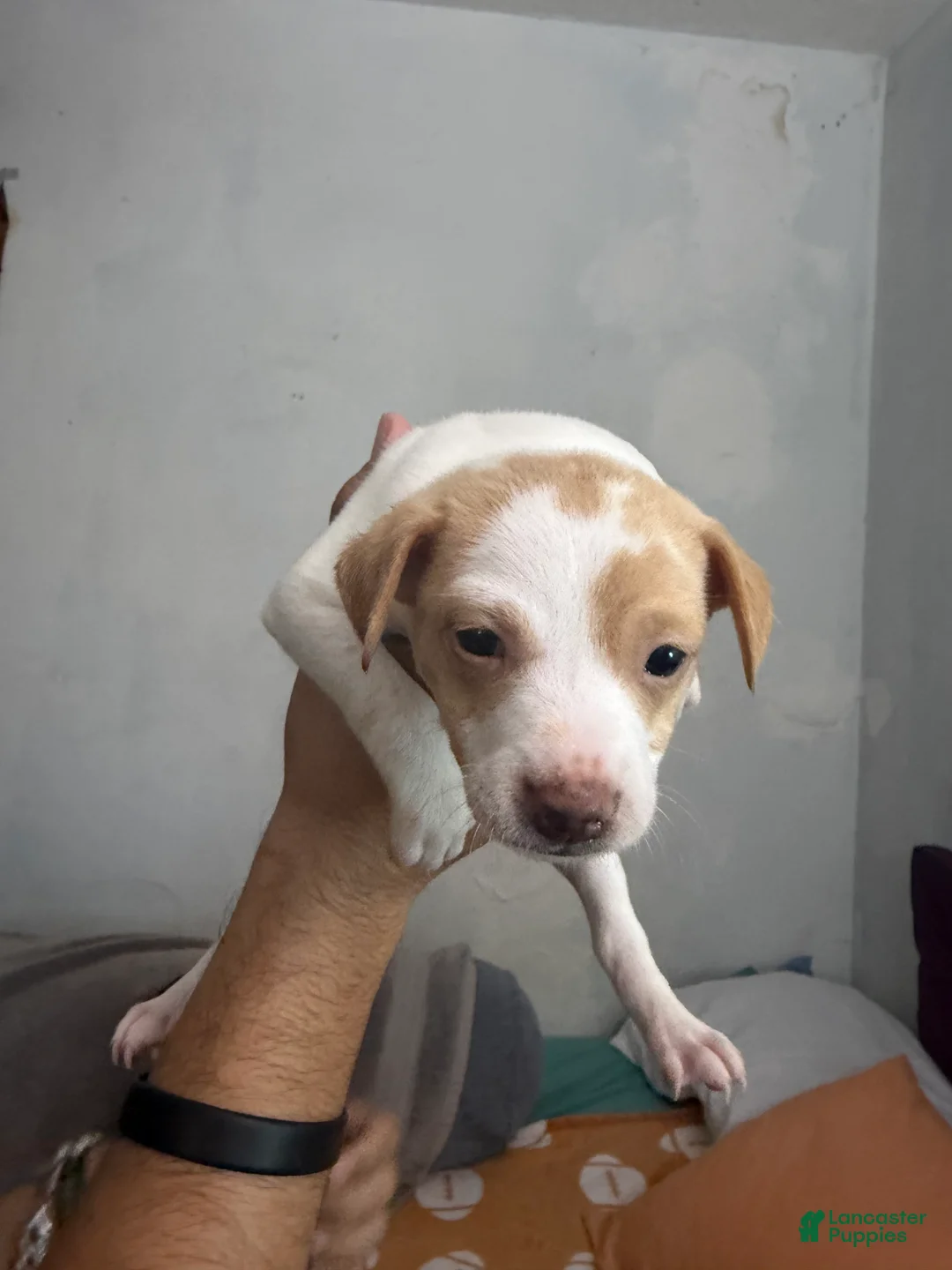 Mixed Breed dogs for sale: Mixed Breed 1 - Ad 1