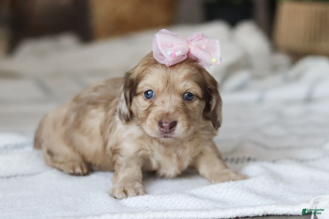 Miniature Dachshund dogs for sale: Schnitzel - Ad 5