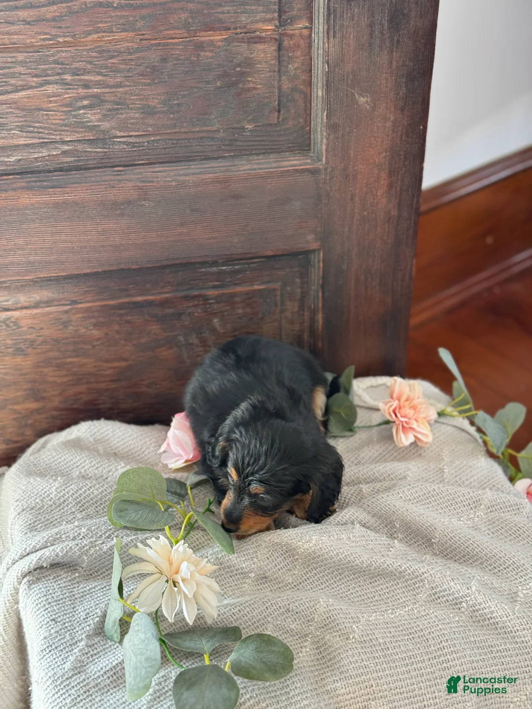 Miniature Dachshund dogs for sale: Mac - Ad 9