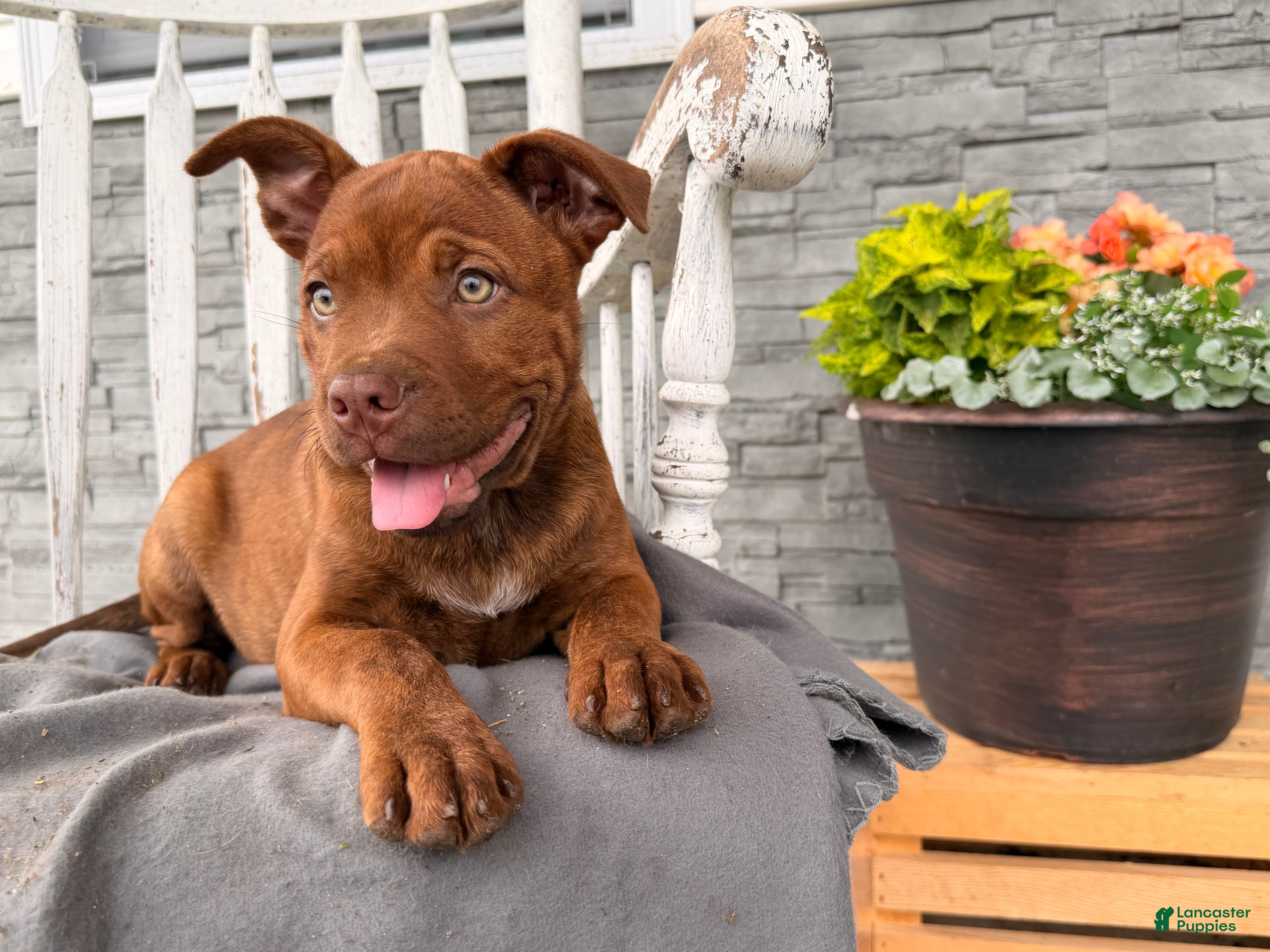 Mixed Breed dogs Rover - Ad 2