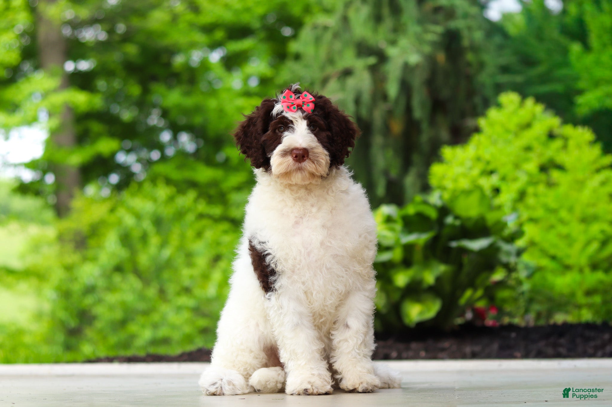 Portuguese Water Dog dogs Lindsey - Ad 2