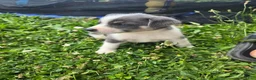 Mixed Breed dogs for sale: Grey - Ad 4