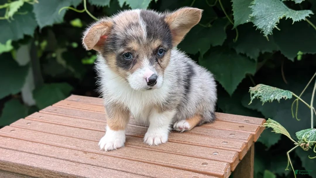 Welsh Corgi Pembroke dogs for sale: Jax - Ad 2