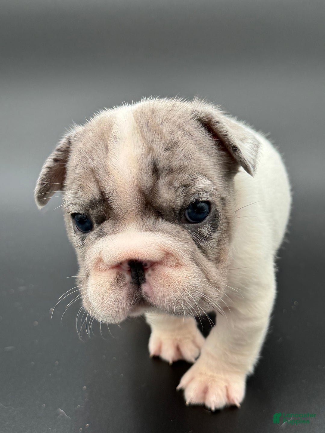French Bulldog dogs for sale: French Bulldog Puppy 2 - Ad 3