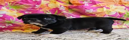 Mixed Breed dogs for sale: SALE! Mini Dolly Dimples - Ad 8