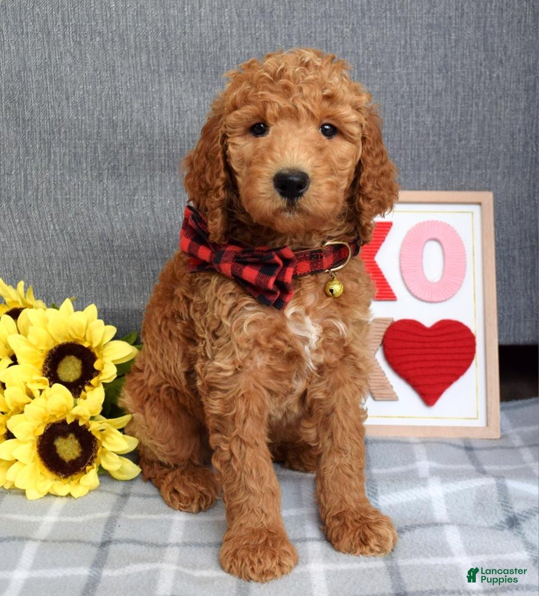 Standard Poodle dogs for sale: Charlie - Ad 12