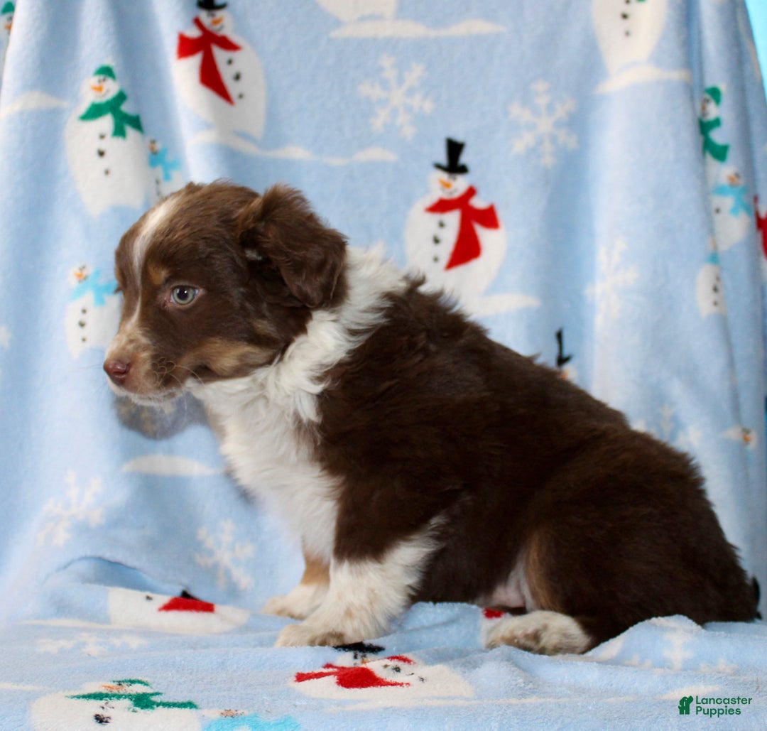 Australian Shepherd dogs for sale: Duke - Ad 3