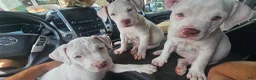 American Bulldog dogs for sale: American Bulldog 6 - Ad 8