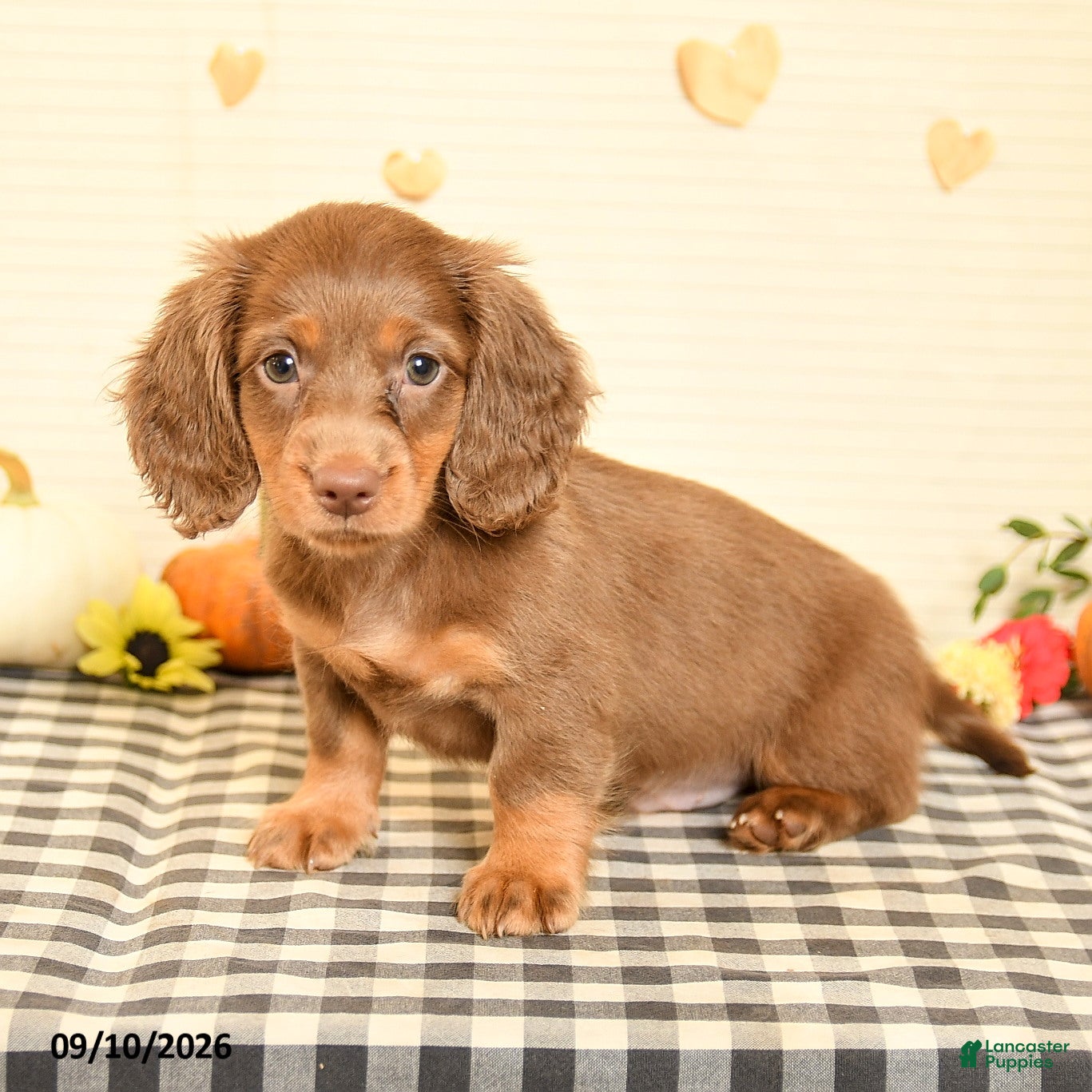 Miniature Dachshund dogs Maddox - Ad 1