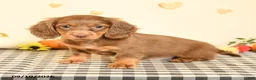 Miniature Dachshund dogs for sale: Maddox - Ad 1