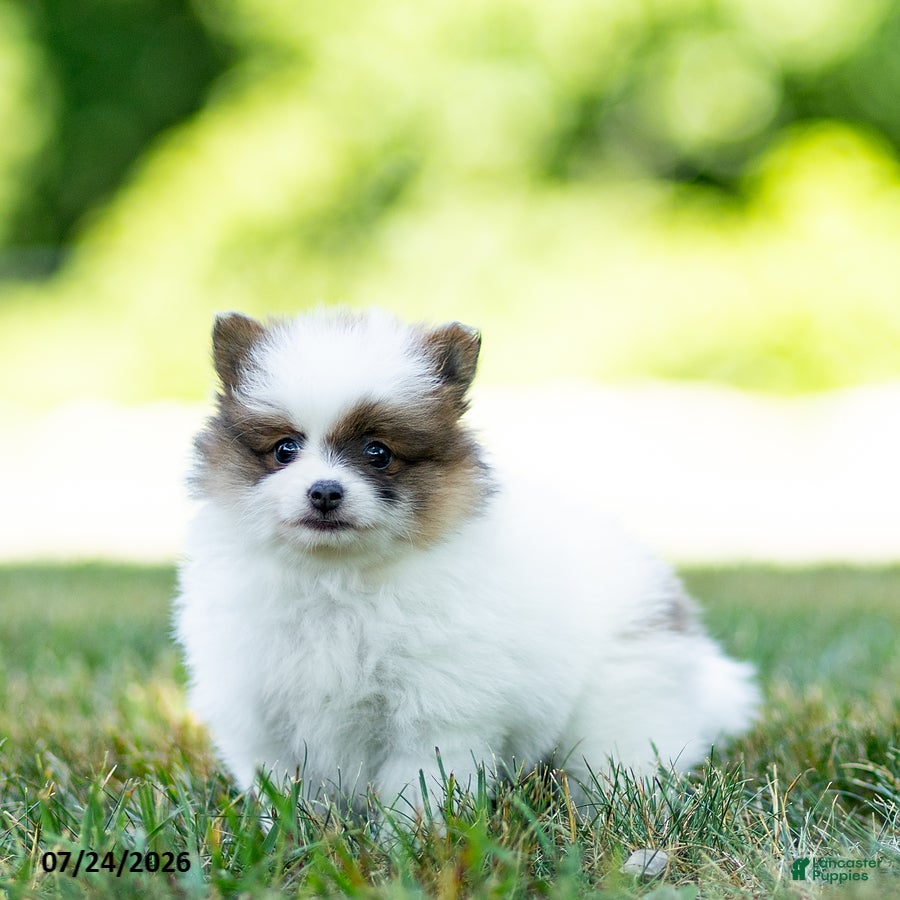 Pomeranian dogs Baxter - Ad 1