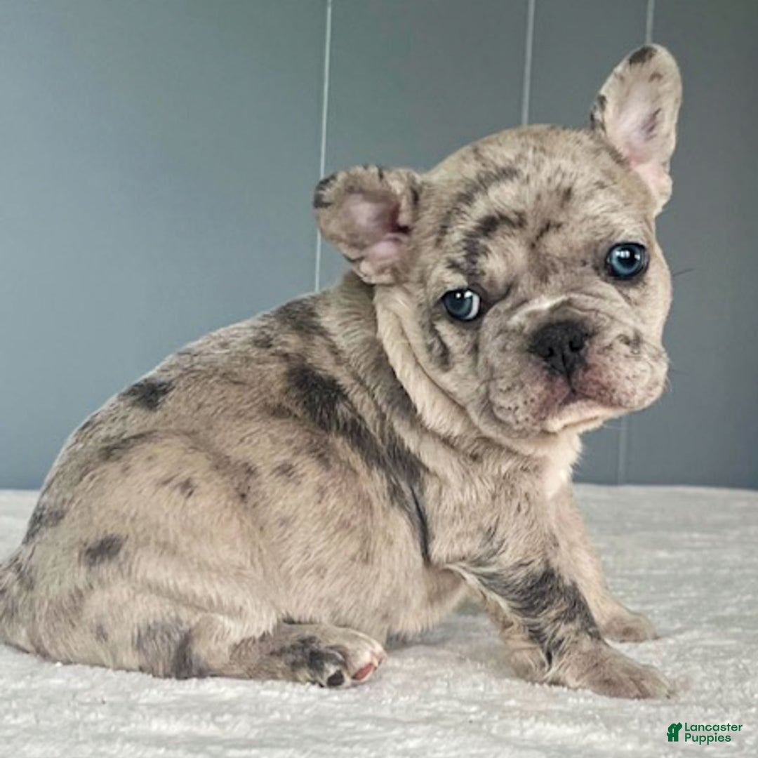 French Bulldog dogs for sale: Oscar - Ad 8