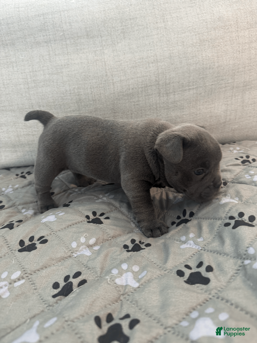 Mixed Breed dogs for sale: Blue Micro Bully Female - Ad 2