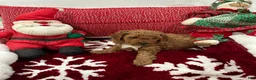 Mini Goldendoodle dogs for sale: Mini Goldendoodle Teddy - Ad 1