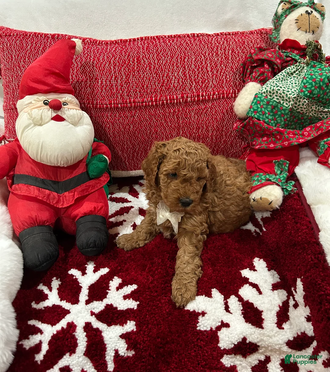 Mini Goldendoodle dogs for sale: Mini Goldendoodle Teddy - Ad 1