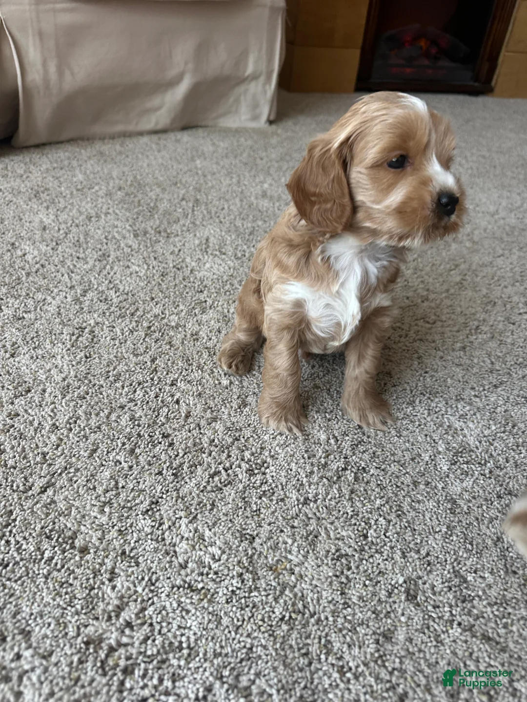 Cockapoo dogs for sale: Chip  - Ad 13