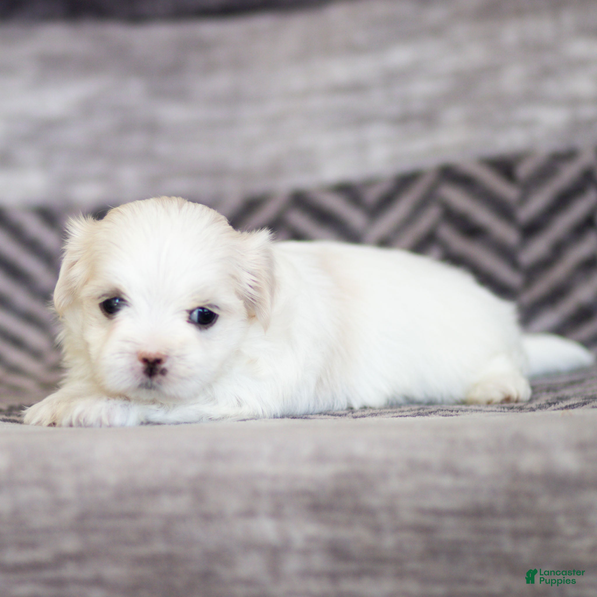 Maltese dogs Millie Maltese Puppy  - Ad 1