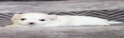 Maltese dogs for sale: Millie Maltese Puppy  - Ad 26