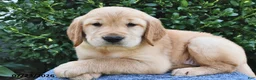 Golden Retriever dogs for sale: Lily - Ad 3