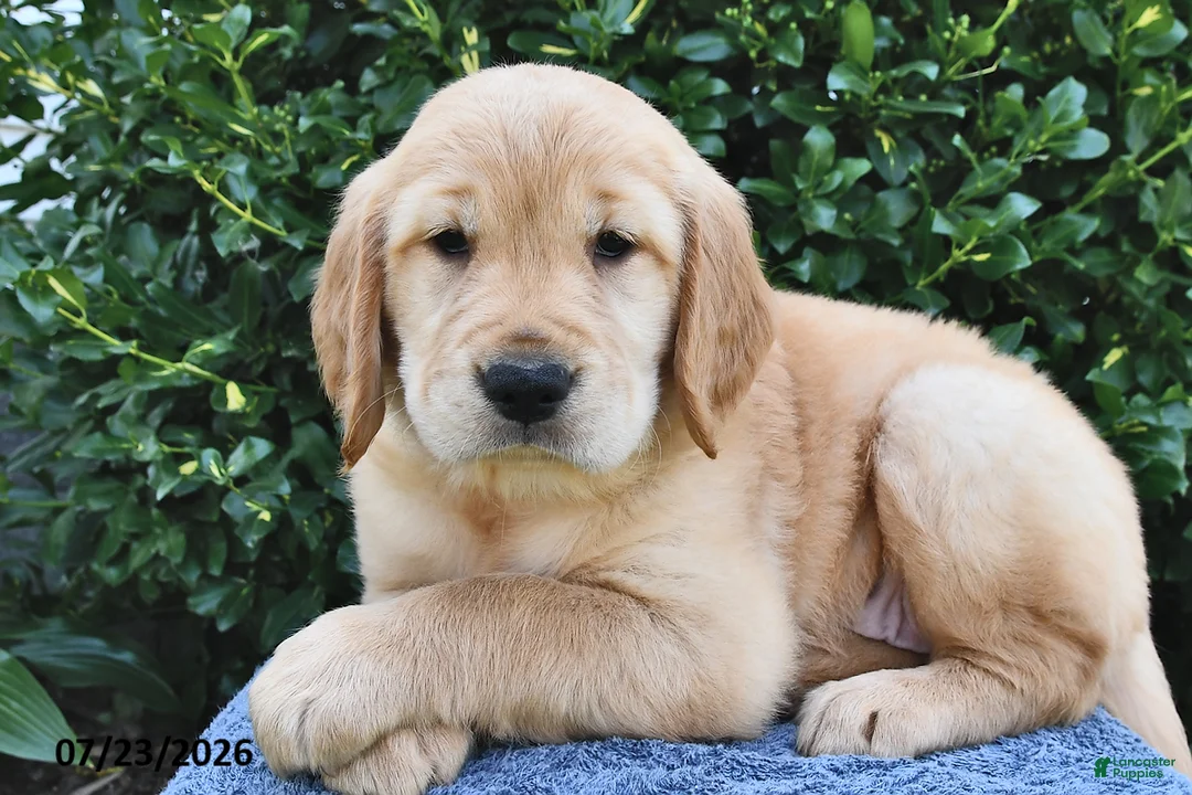 Golden Retriever dogs for sale: Lily - Ad 3