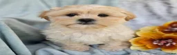 Shihpoo dogs for sale: Marshmallow - Ad 19