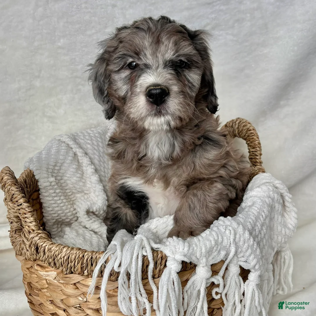 Bernedoodle dogs for sale: Bella - Ad 1