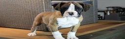 Boxer dogs for sale: Dash - Ad 1