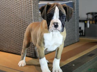 Boxer dogs Dash - Ad 32