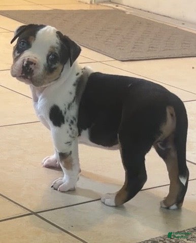 American Bully dogs American Bully 1 - Ad 11
