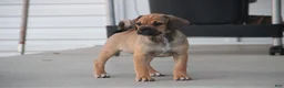 Puggle dogs for sale: Canyon - Ad 7