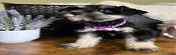 Miniature Schnauzer dogs for sale: Rosie - Ad 9
