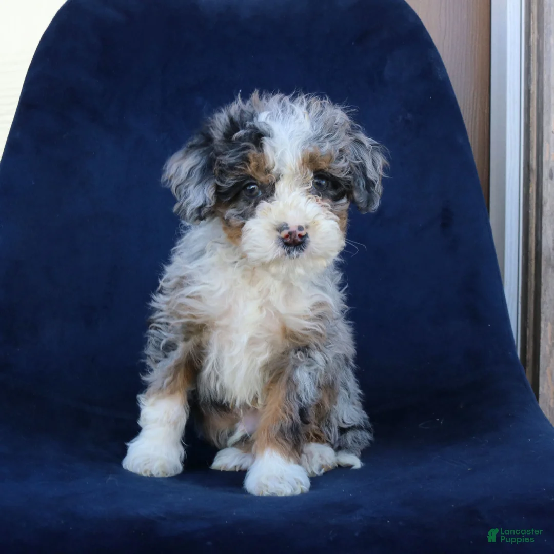 Mini Bernedoodle dogs for sale: Franklin  - Ad 1