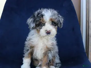 Mini Bernedoodle dogs Franklin - Ad 13