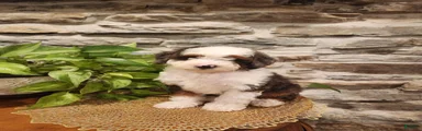 ECHO - MALE Mini Bernedoodle 1