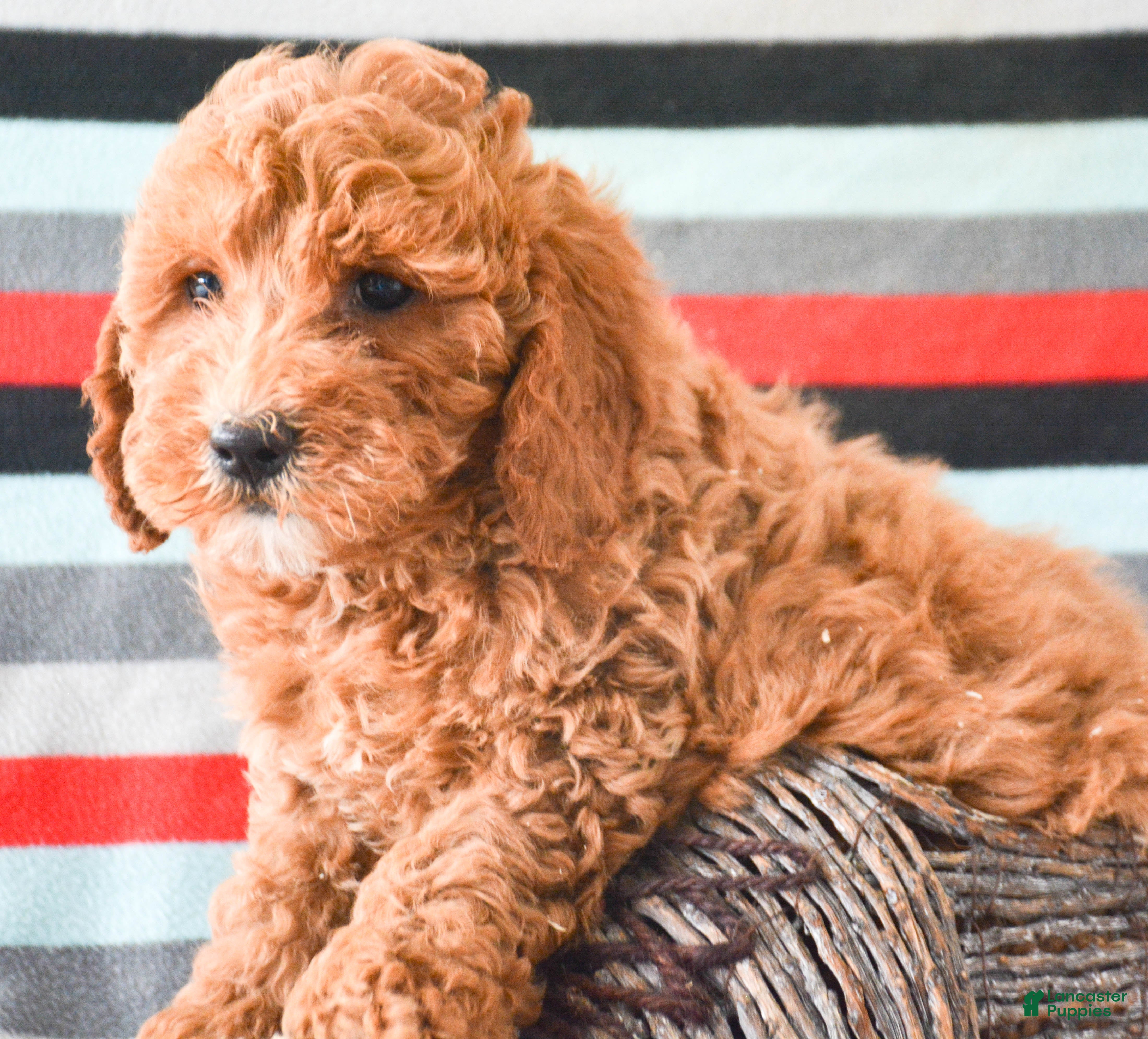 Goldendoodle dogs Mini Goldendoodle Puppy 1 Eddie - Ad 31