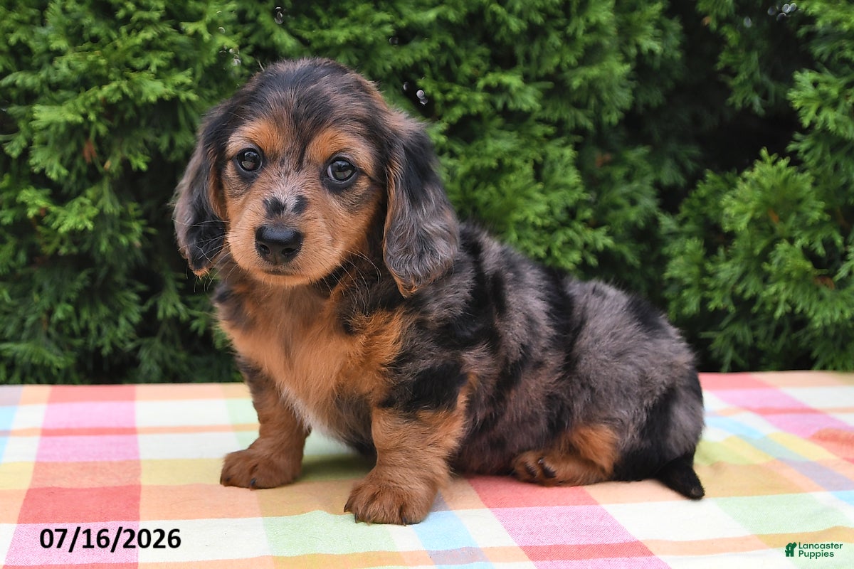 Miniature Dachshund dogs Sarah - Ad 1