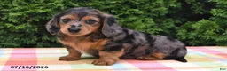 Miniature Dachshund dogs for sale: Sarah - Ad 1