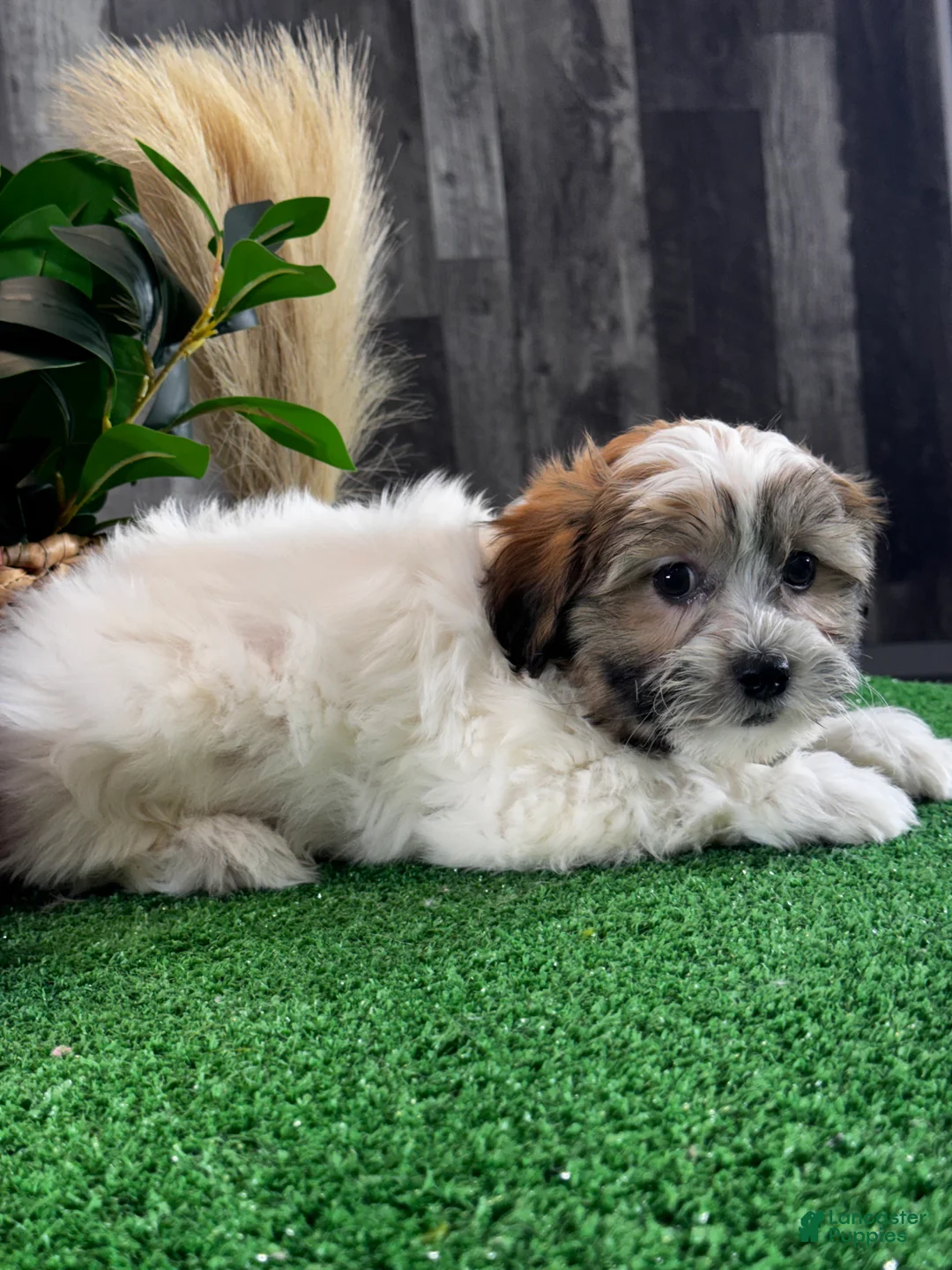 Teddy Bear dogs for sale: Jinx  - Ad 5