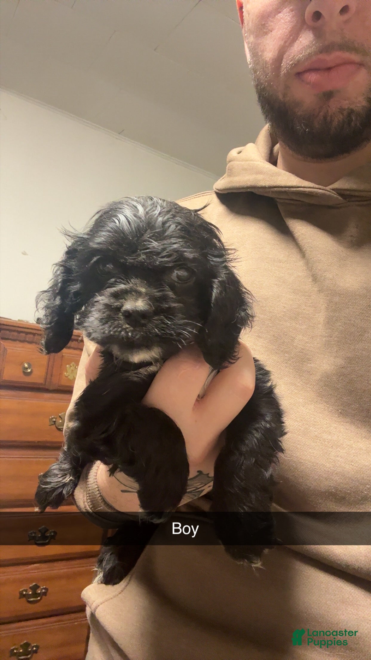 Cocker Spaniel dogs Betty  - Ad 42