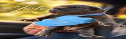 Cane Corso dogs for sale: Jade - Ad 7
