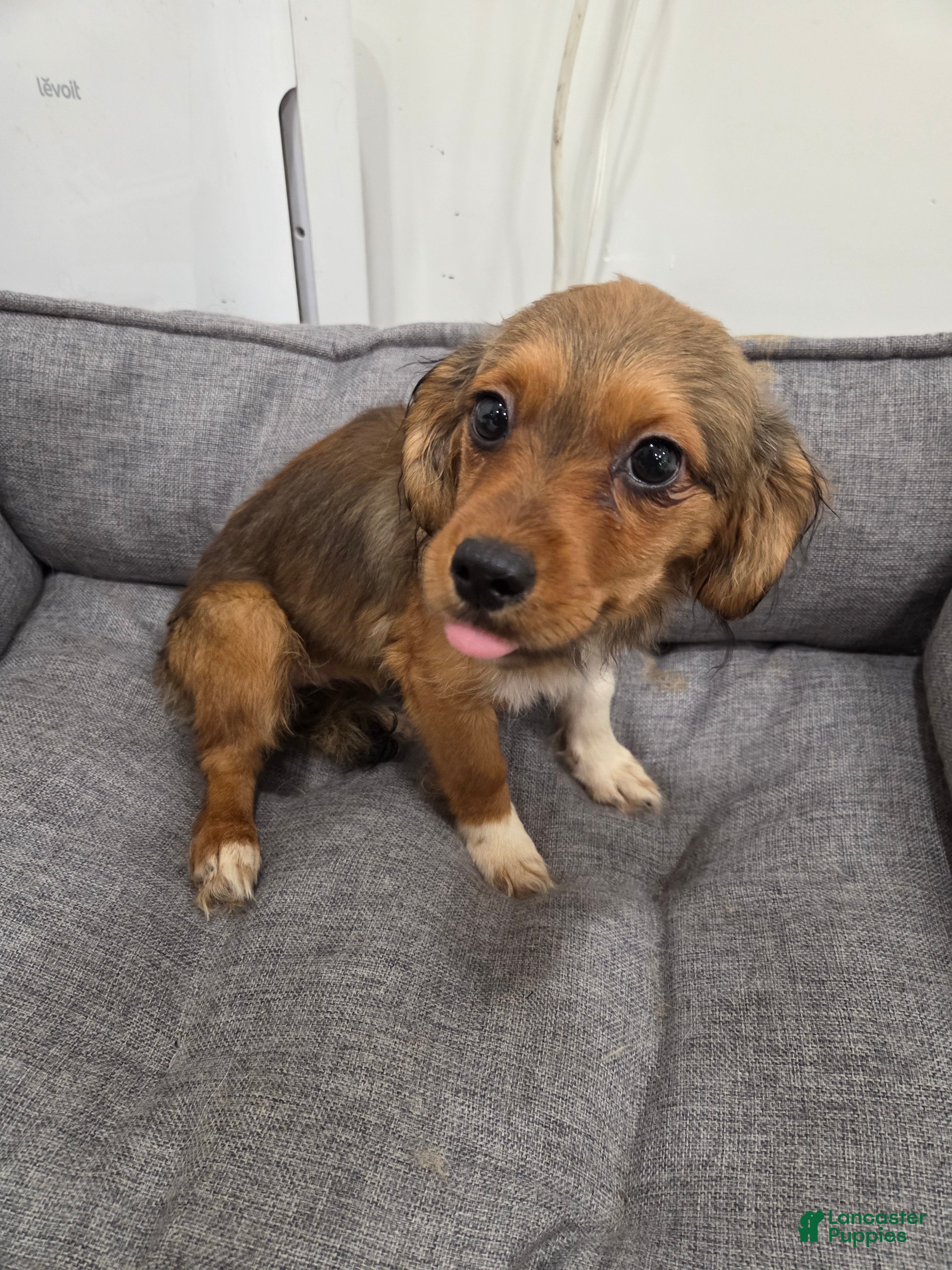 Mixed Breed dogs Mesa Corgi Mixed Small Breed Puppy  - Ad 2