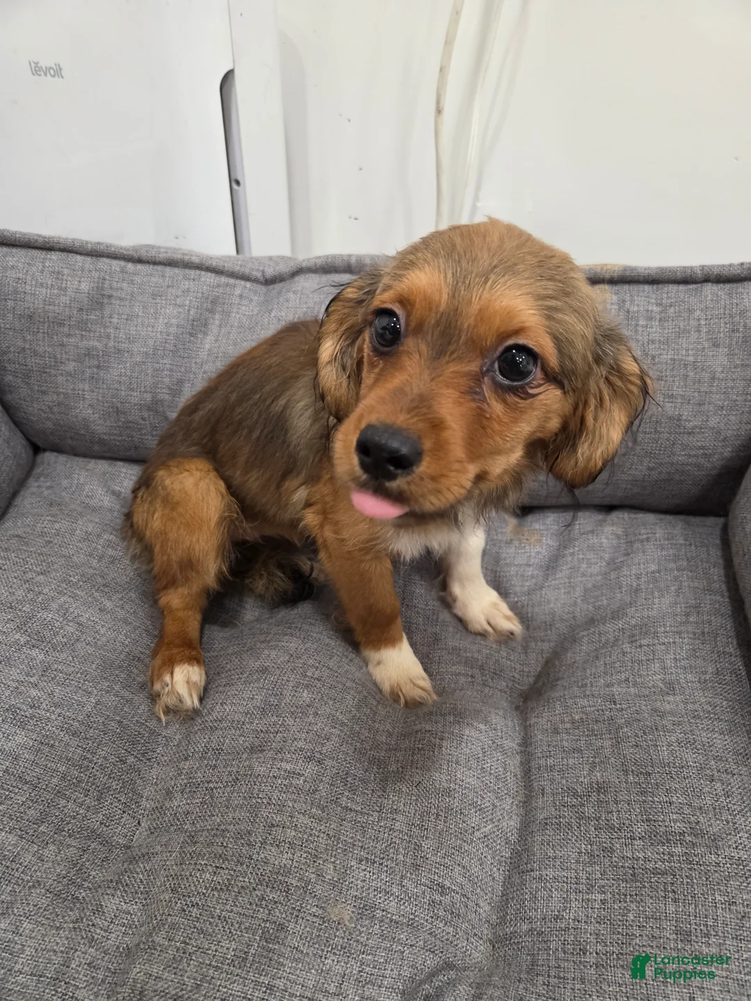 Mixed Breed dogs for sale: Mesa Corgi Mixed Small Breed Puppy  - Ad 2
